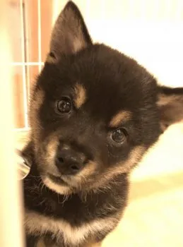 H.T 様のお迎えした子犬