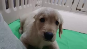 H.H 様のお迎えした子犬