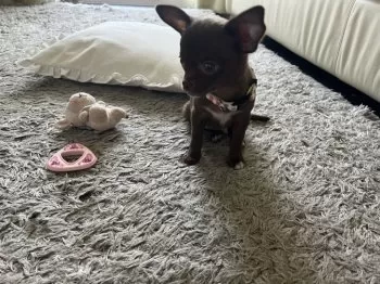 いちご 様のお迎えした子犬