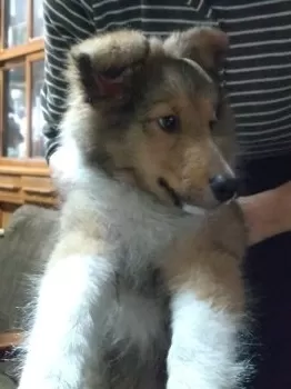 ツワッケルマン 様のお迎えした子犬