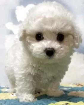 H.H 様のお迎えした子犬