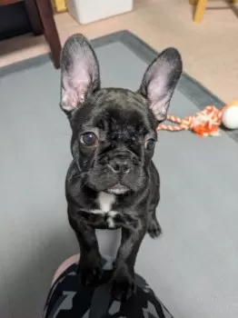 HT 様のお迎えした子犬