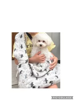 かな 様のお迎えした子犬