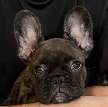 M.O 様のお迎えした子犬