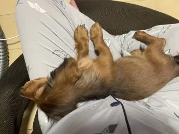 チャイニー 様のお迎えした子犬