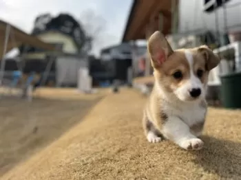 Qoopapa 様のお迎えした子犬