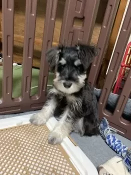 K.S 様のお迎えした子犬