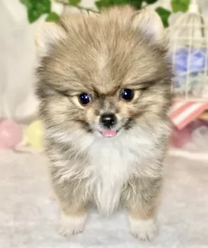 YK 様のお迎えした子犬