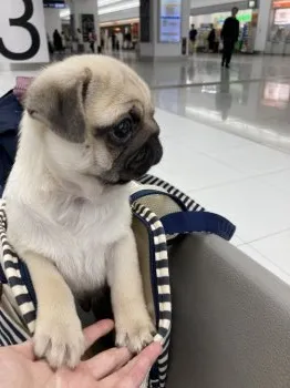 A.O 様のお迎えした子犬