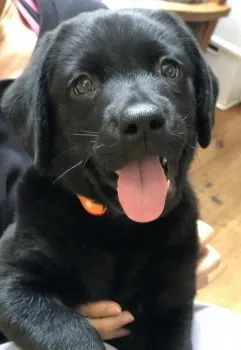 K.O 様のお迎えした子犬