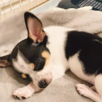 M.K 様のお迎えした子犬