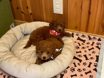 M.Y 様のお迎えした子犬