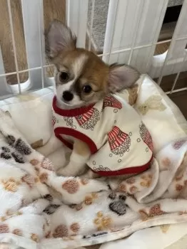 Y.K 様のお迎えした子犬