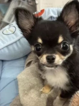 つか 様のお迎えした子犬
