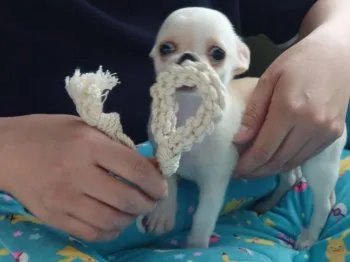 トム 様のお迎えした子犬