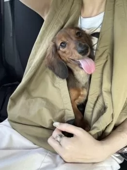 きみー 様のお迎えした子犬