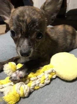 J.Ｉ 様のお迎えした子犬