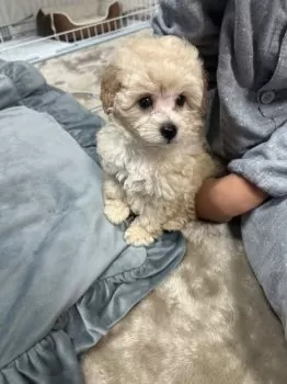 あち 様のお迎えした子犬