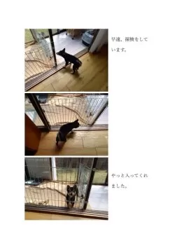 K.O 様のお迎えした子犬