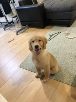 T.H 様のお迎えした子犬