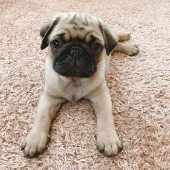 ともこ 様のお迎えした子犬