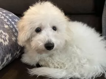 すぐた 様のお迎えした子犬