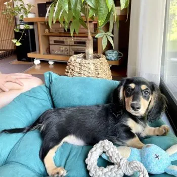 N.T 様のお迎えした子犬
