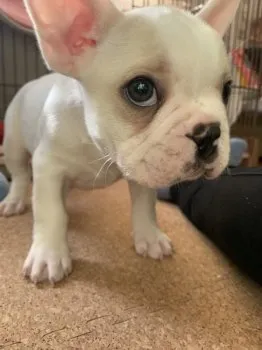 シンシン 様のお迎えした子犬