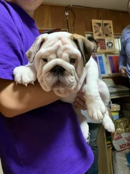 バリーディ 様のお迎えした子犬