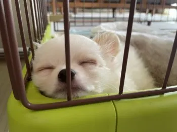 M.T 様のお迎えした子犬