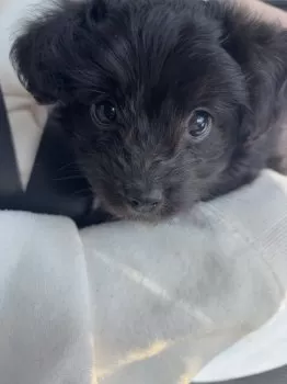 Chika 様のお迎えした子犬