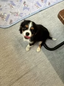 ソラママ 様のお迎えした子犬