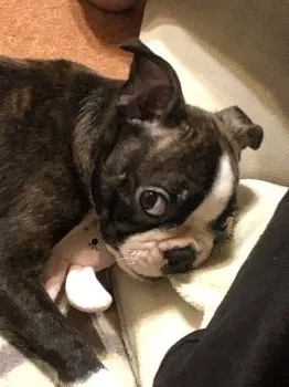 RUさん 様のお迎えした子犬