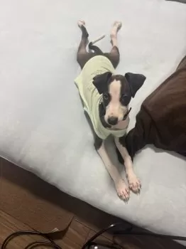 もんて 様のお迎えした子犬
