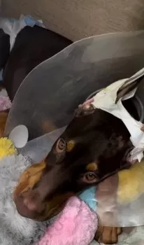 イケウラ 様のお迎えした子犬