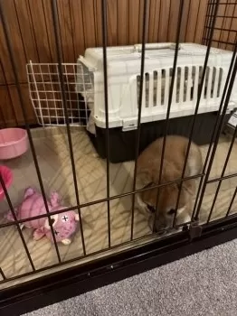 K.W 様のお迎えした子犬