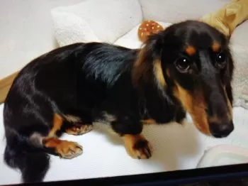 すかつとマン 様のお迎えした子犬