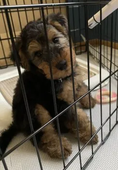 A.N 様のお迎えした子犬