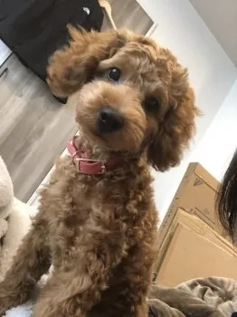 H.H 様のお迎えした子犬