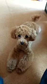 T.Y 様のお迎えした子犬
