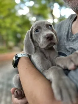 KOH 様のお迎えした子犬