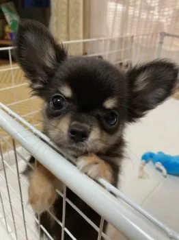 kappa 様のお迎えした子犬