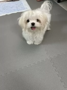 M.U 様のお迎えした子犬