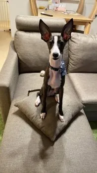 シュン 様のお迎えした子犬