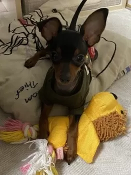 M.F 様のお迎えした子犬