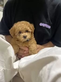 琥珀ラブ 様のお迎えした子犬
