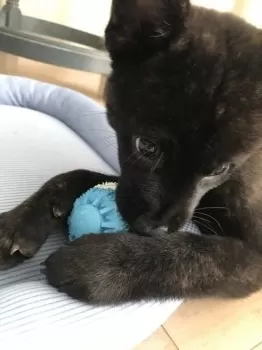 J.M 様のお迎えした子犬