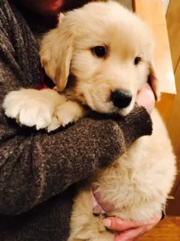 riki 様のお迎えした子犬