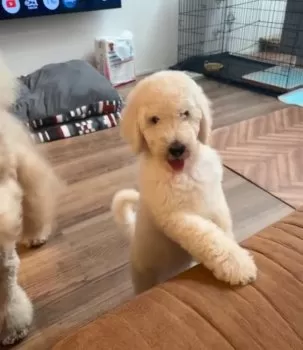 M.K 様のお迎えした子犬