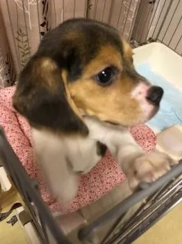 大分の板井です 様のお迎えした子犬